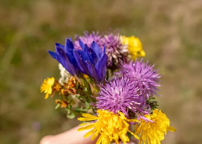 Razbibriga - Riverside Pod By Iglena 豪华帐篷 库普雷斯